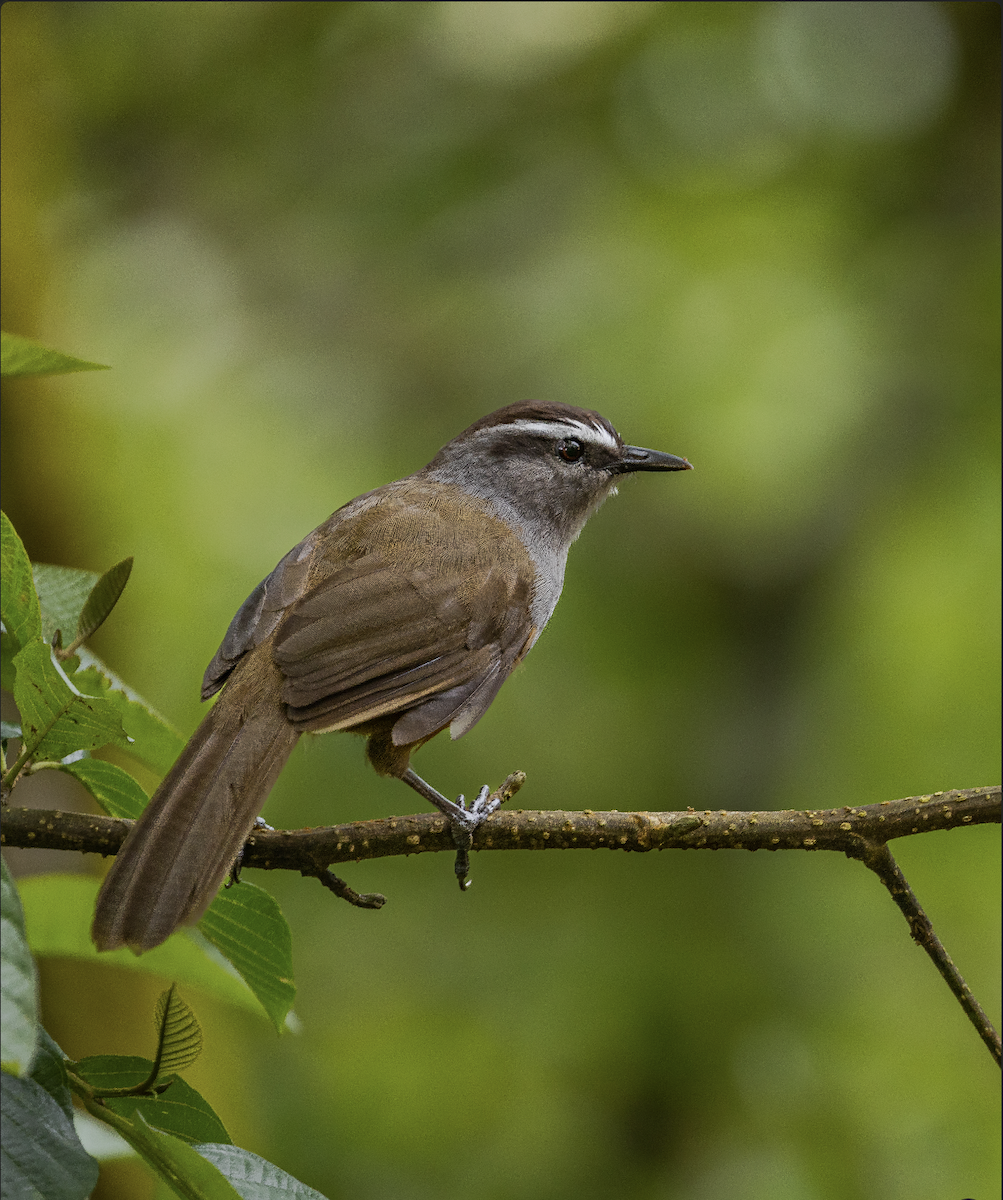 Palani Laughingthrush - ML500254161