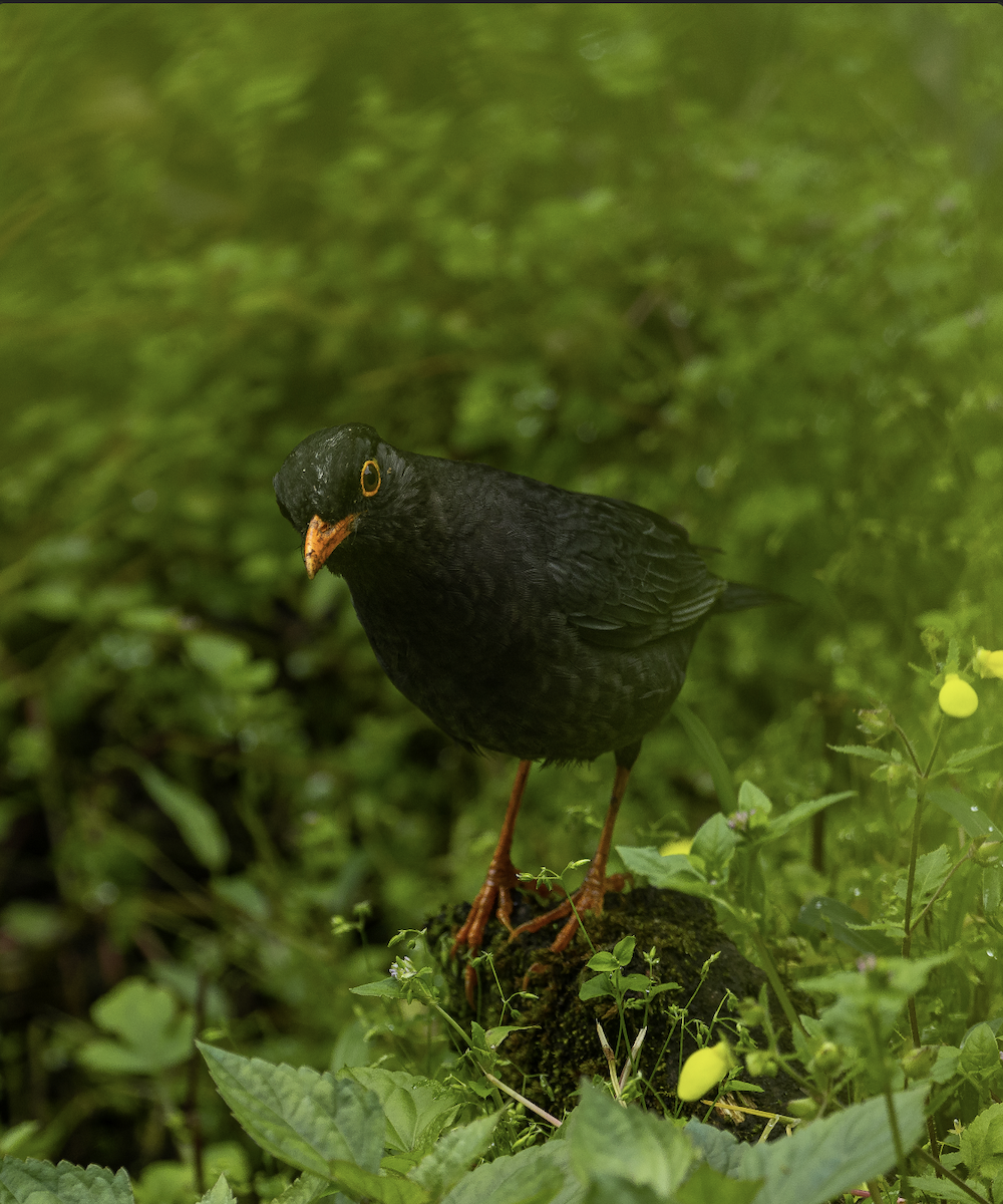 Indian Blackbird - Vibhu Varshney