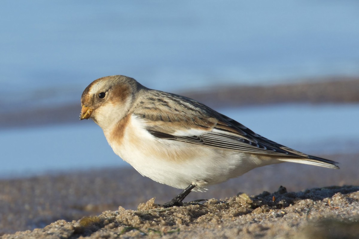 Цасч хөмрөг - ML500254241