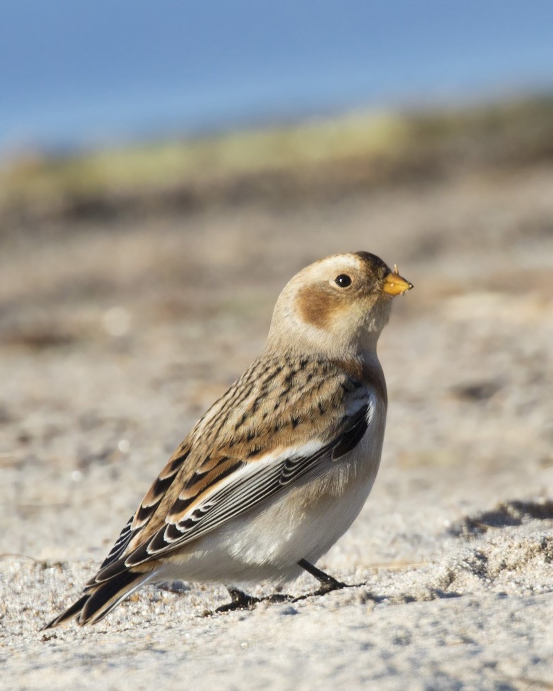 Цасч хөмрөг - ML500254251