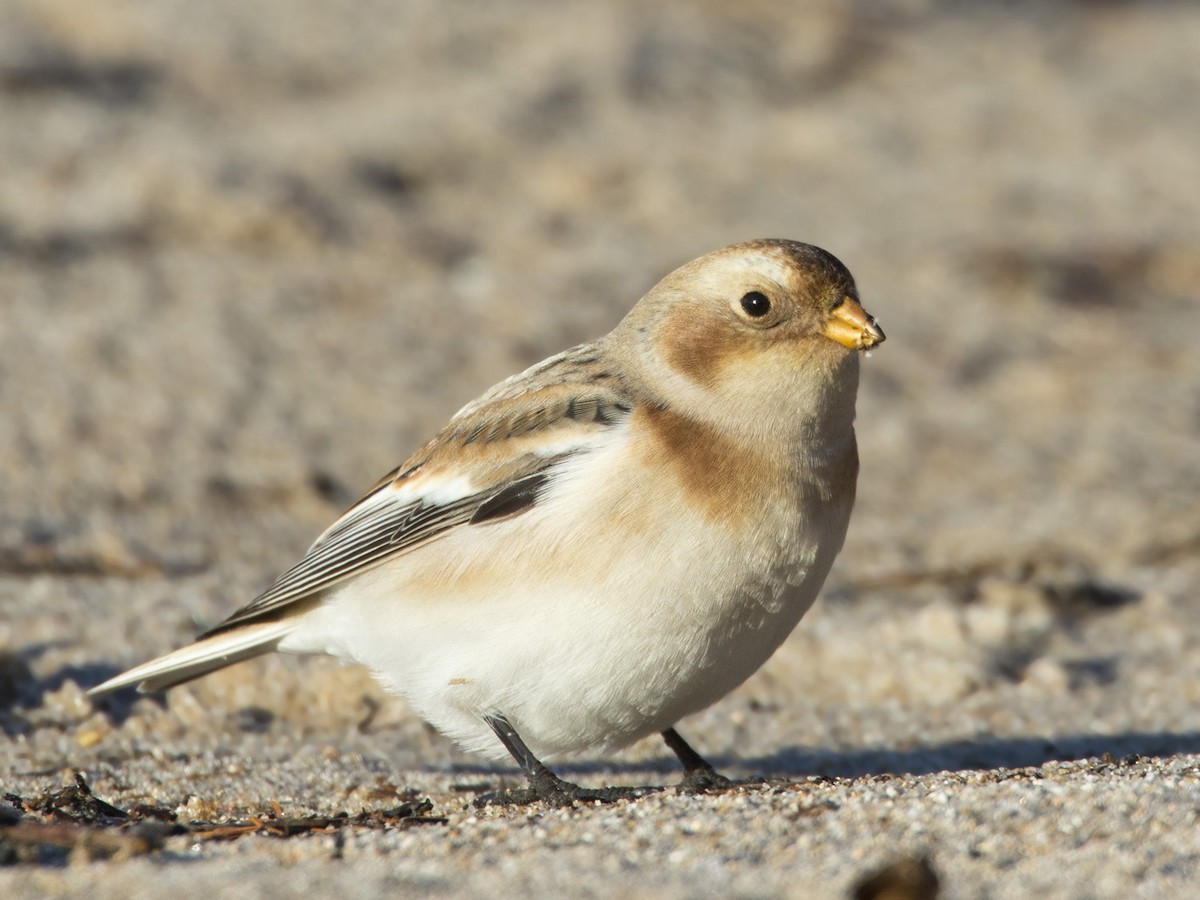 Цасч хөмрөг - ML500254261