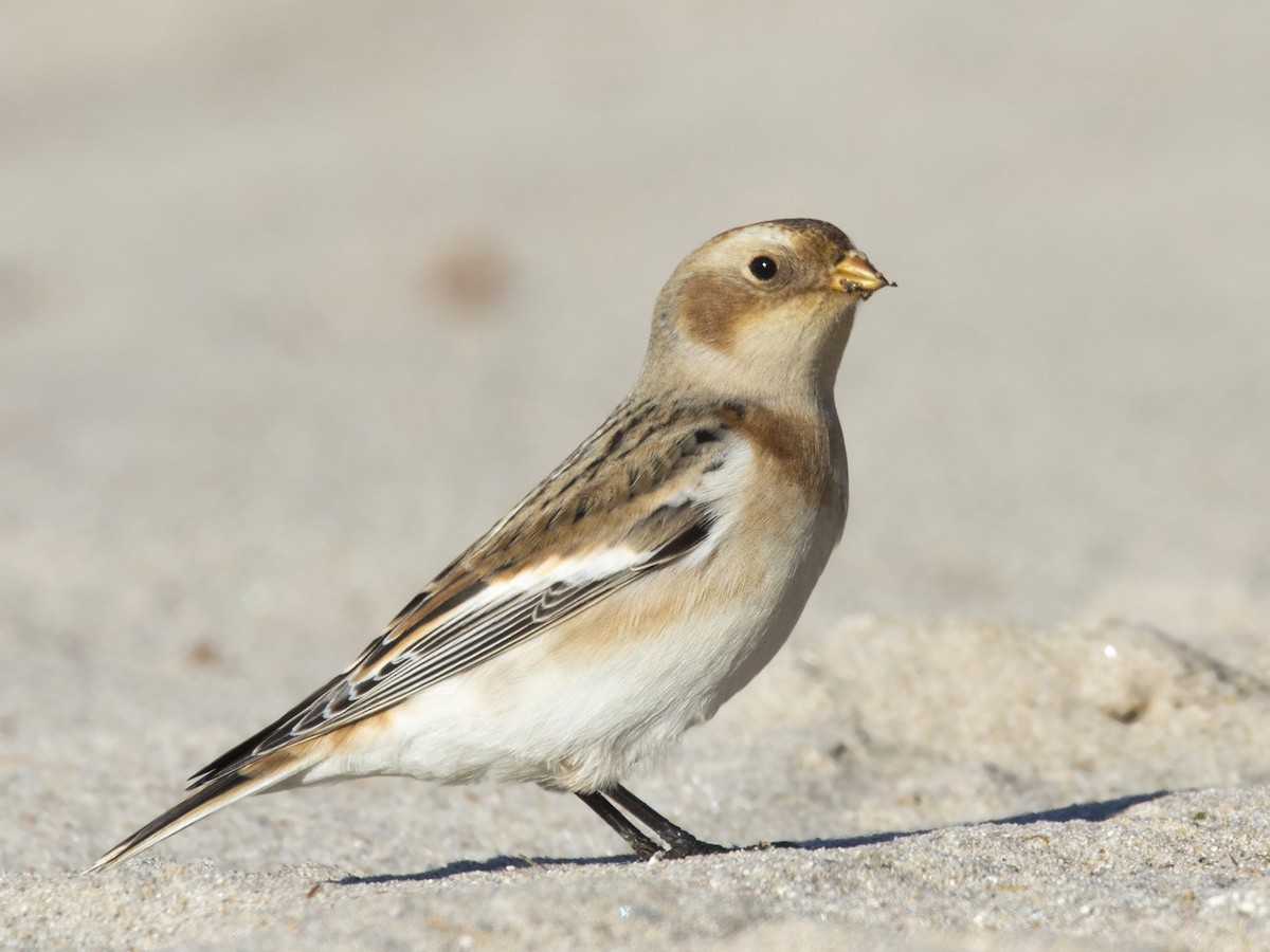 Цасч хөмрөг - ML500254271