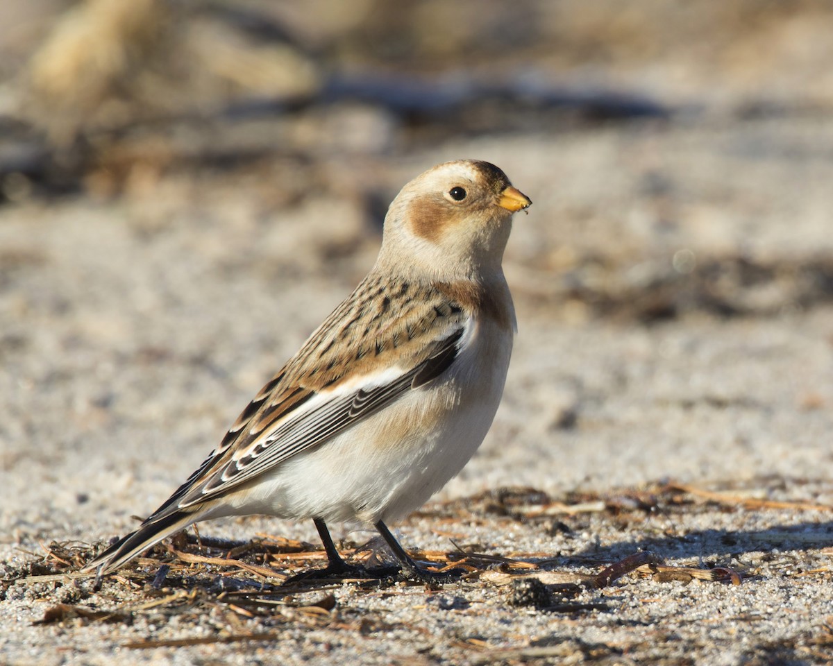 Цасч хөмрөг - ML500254791