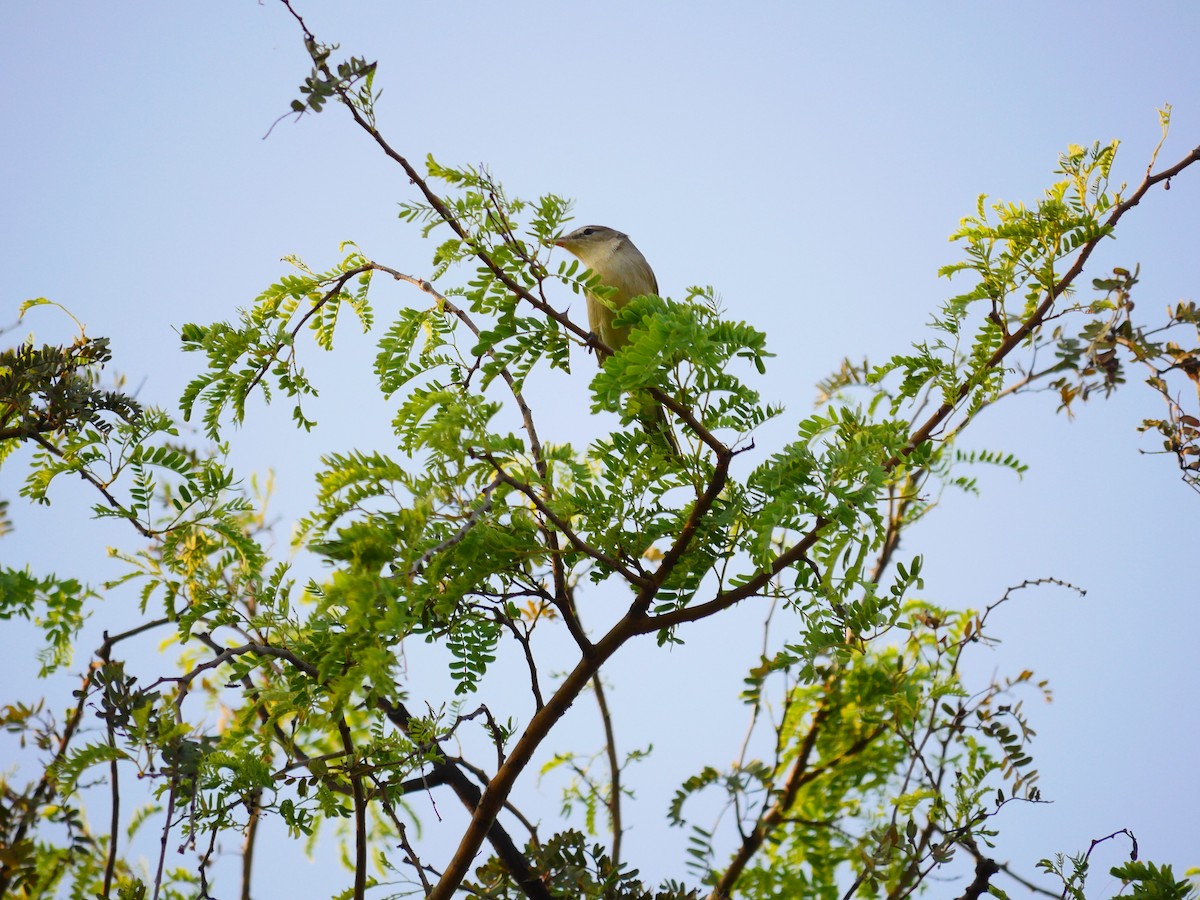 Sykes's Warbler - ML500255521
