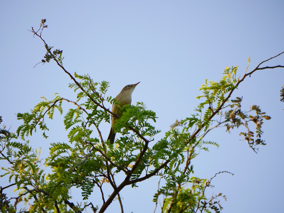 Sykes's Warbler - ML500255531