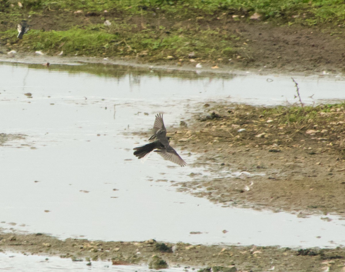 White Wagtail - ML500256531