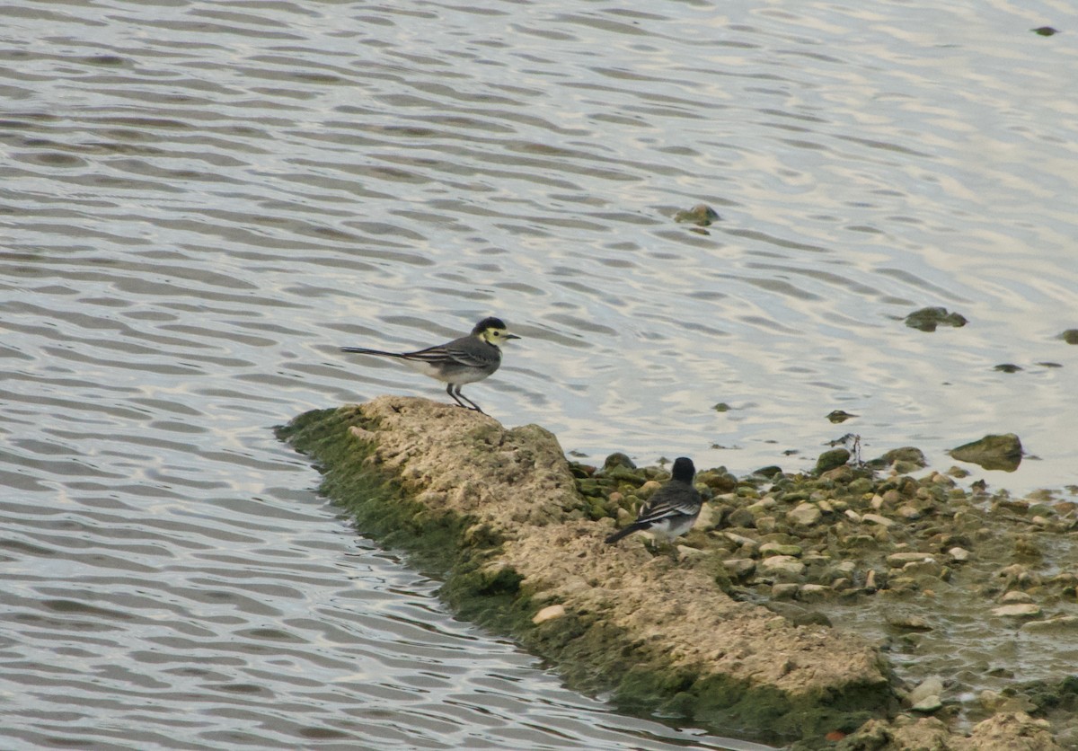 White Wagtail - ML500256541