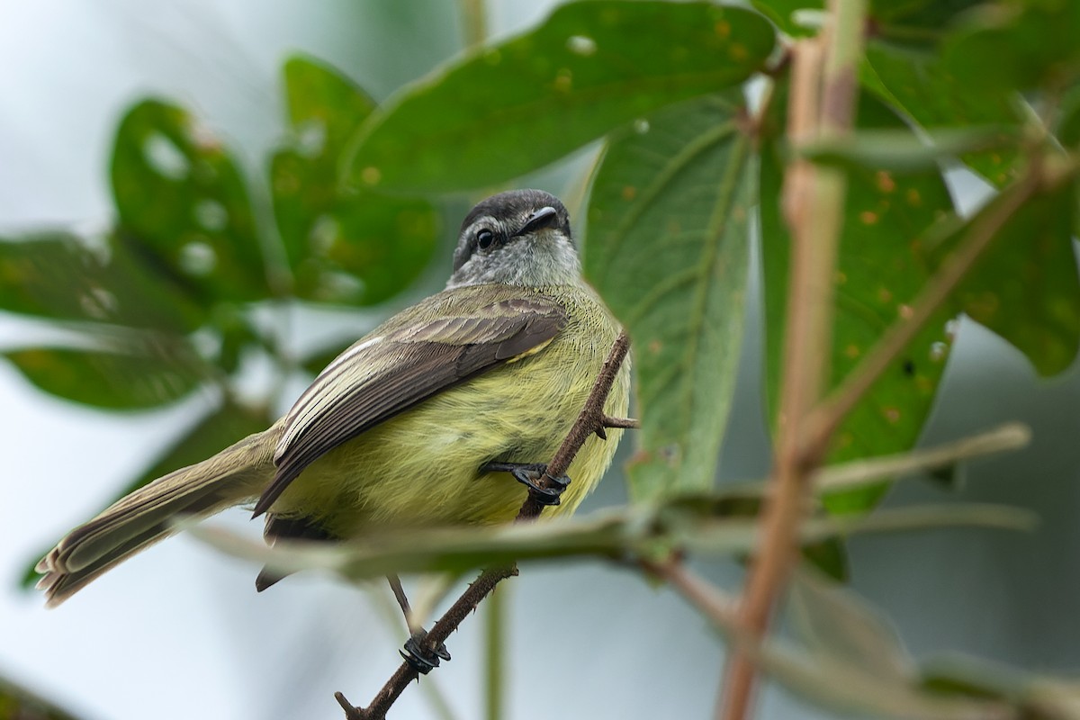 Sooty-headed Tyrannulet - ML500256961