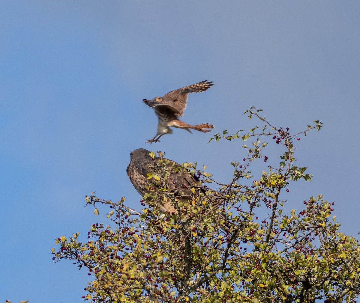 American Kestrel - ML500257391