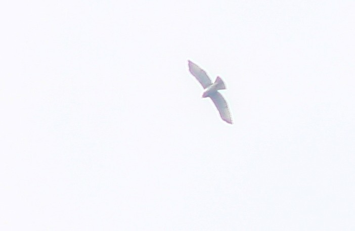 Swainson's Hawk - ML500257481