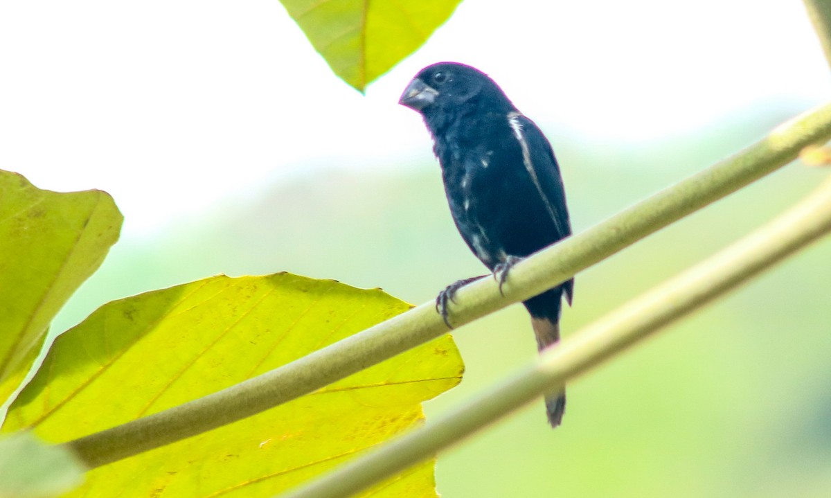 Thick-billed Seed-Finch - ML500257641