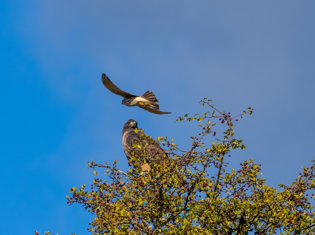 Red-tailed Hawk - David Hoar