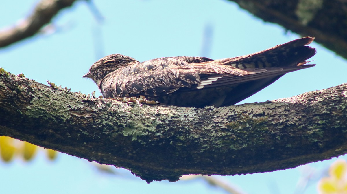 Common Nighthawk - Luis Hernánadez(@Birdsbyluishernandez)