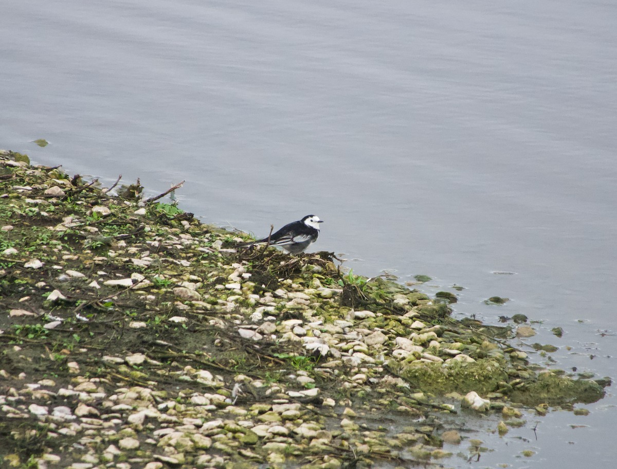 White Wagtail - ML500258771