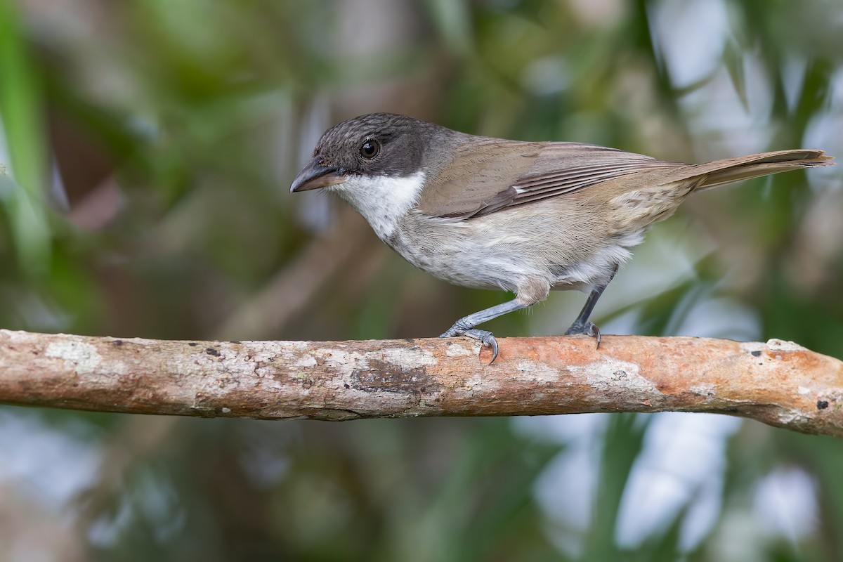 Puerto Rican Tanager - ML500259041