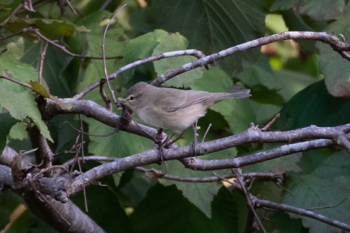 Mosquitero Montano (lorenzii) - ML500259251