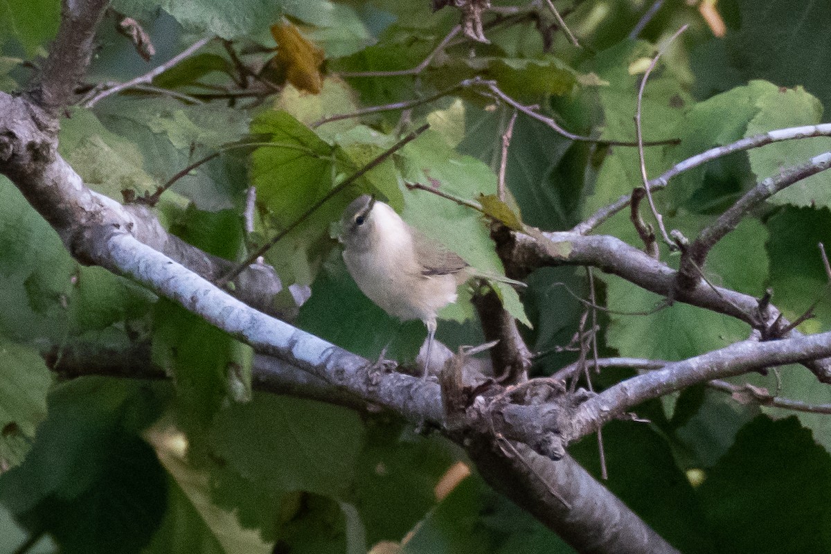 Mosquitero Montano (lorenzii) - ML500259261