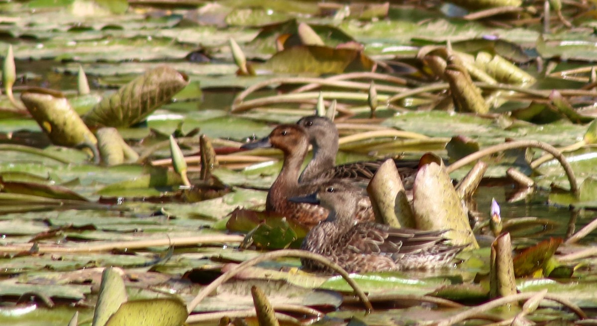 Cinnamon Teal - ML500260581