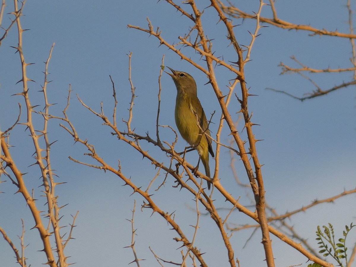 Orange-crowned Warbler - ML500261251