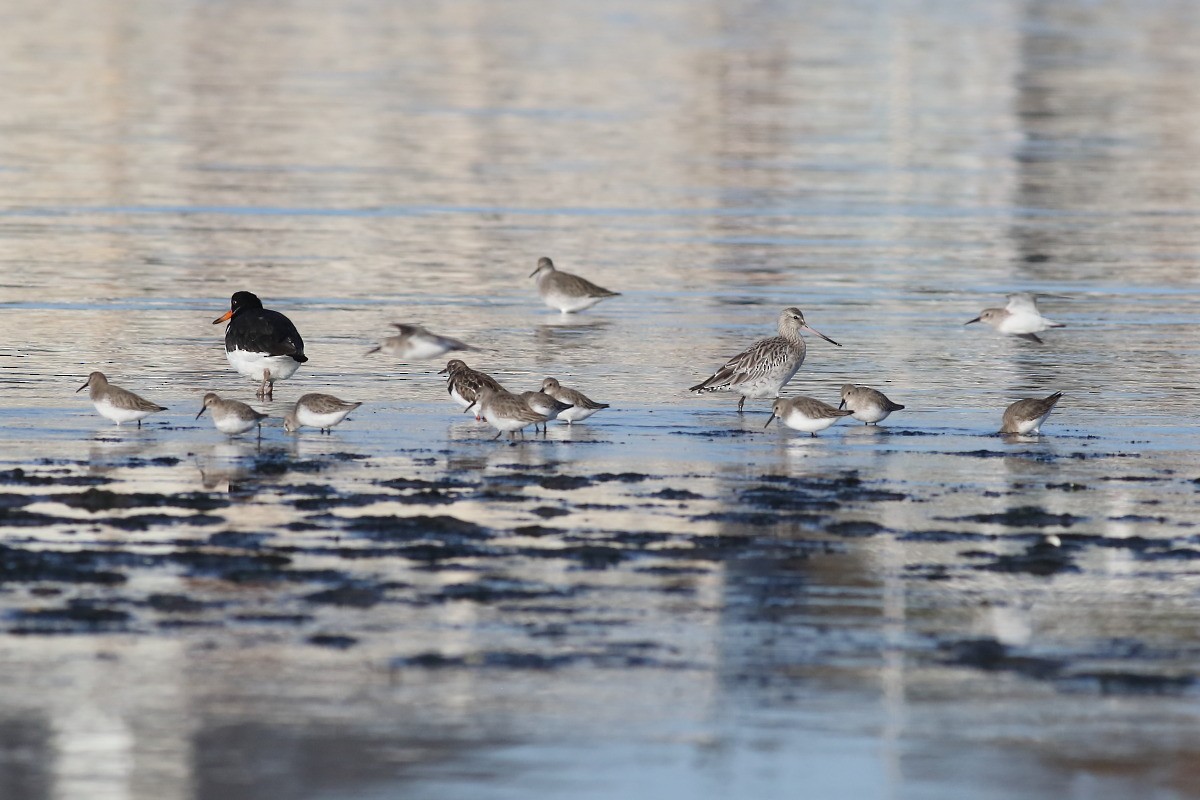 Bar-tailed Godwit - Grzegorz Burkowski