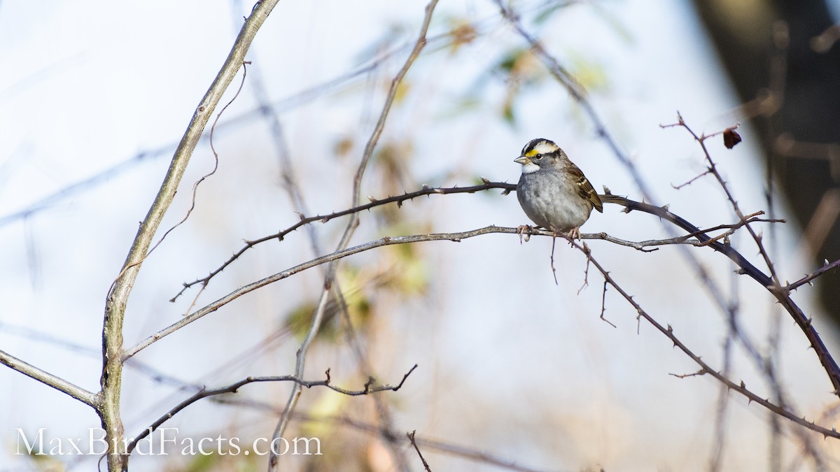 White-throated Sparrow - Maxfield Weakley