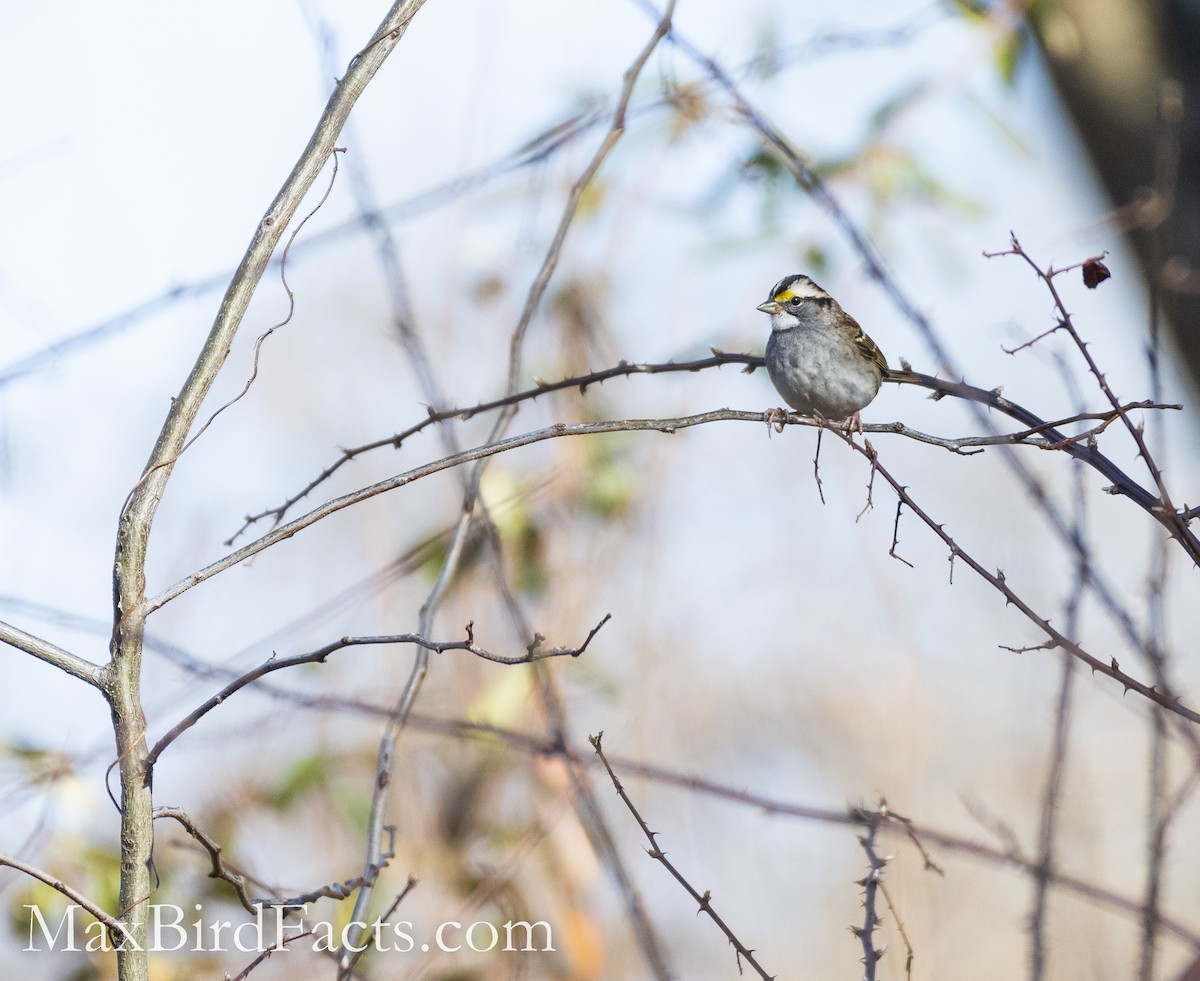 White-throated Sparrow - Maxfield Weakley