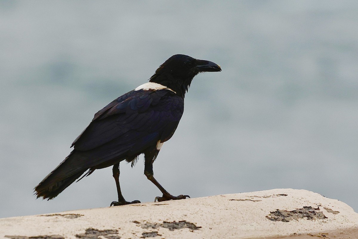 Pied Crow - ML500262001