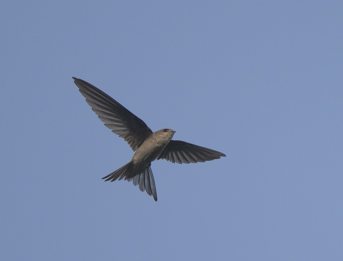 Asian Palm Swift - ML500262151