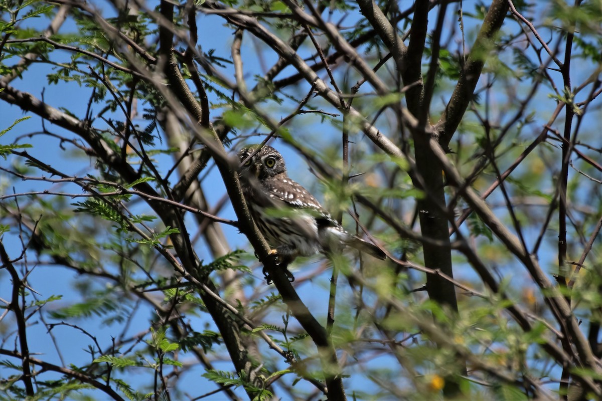 Peruvian Pygmy-Owl - Mary Brennan