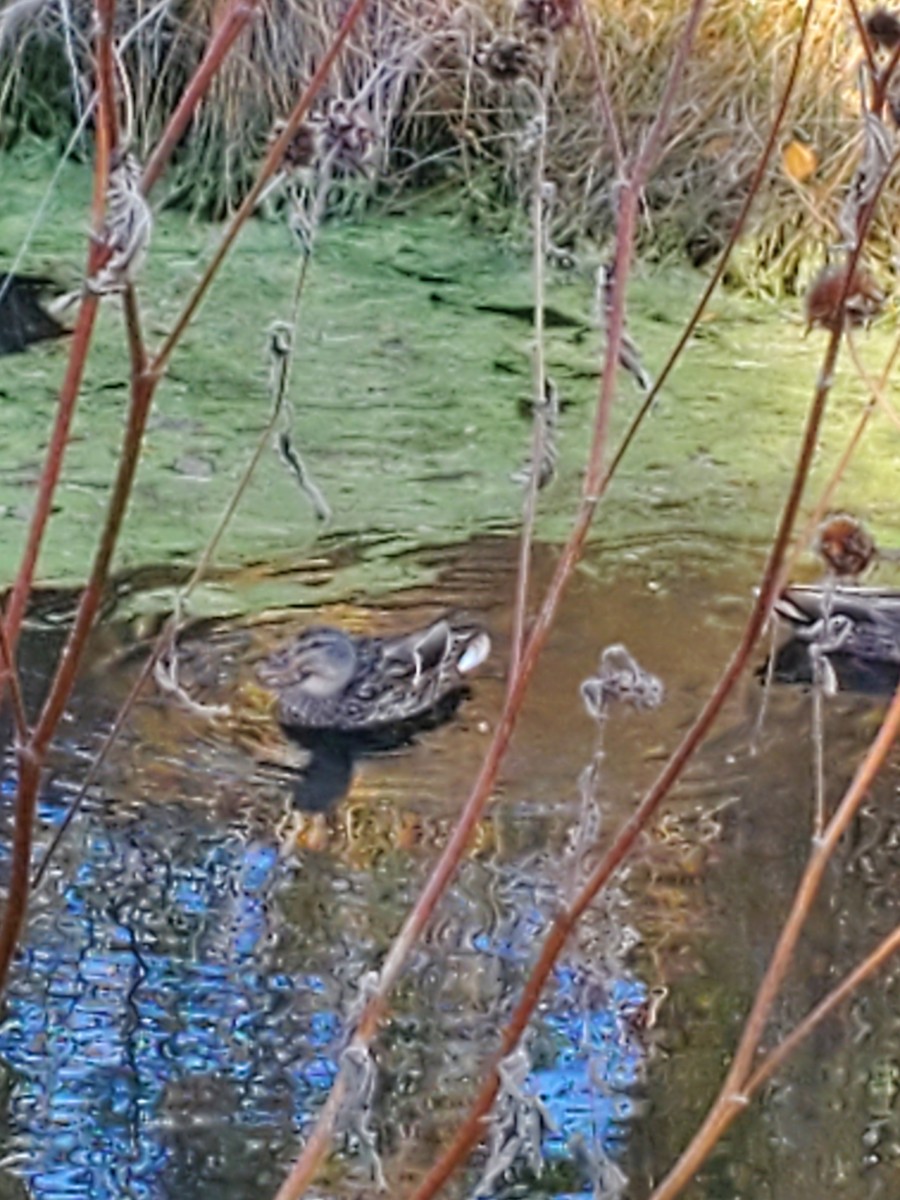 Mallard/Mexican Duck - Virginia Davis