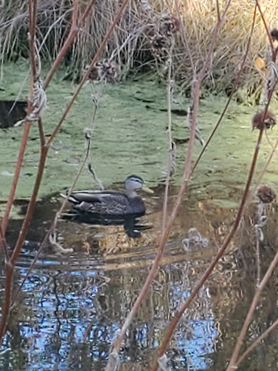 Canard colvert ou C. du Mexique - ML500263201