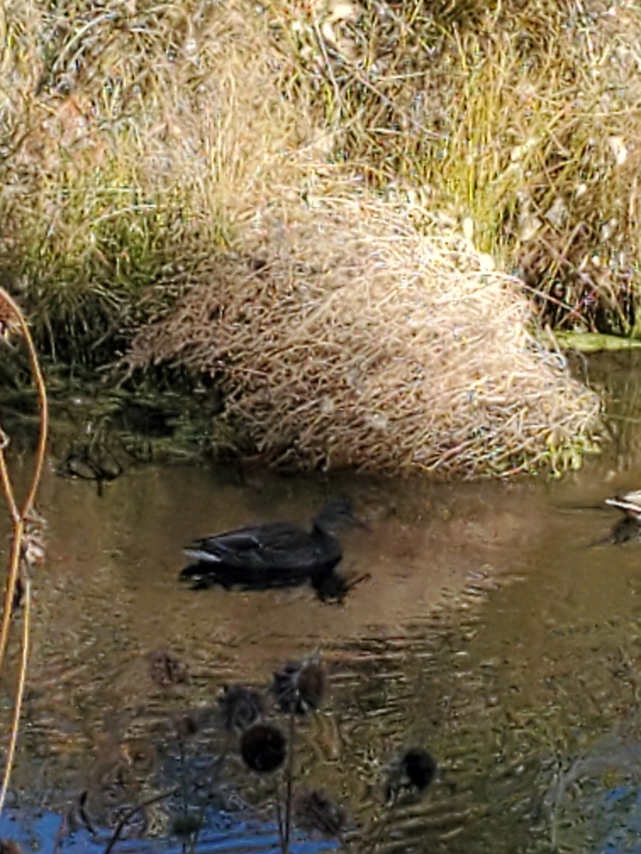 Mallard/Mexican Duck - Virginia Davis