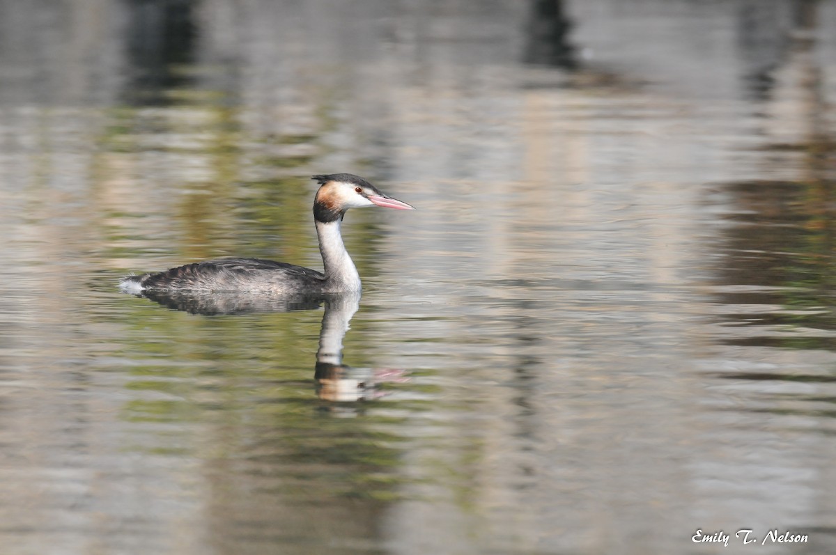 Great Crested Grebe - John Nelson