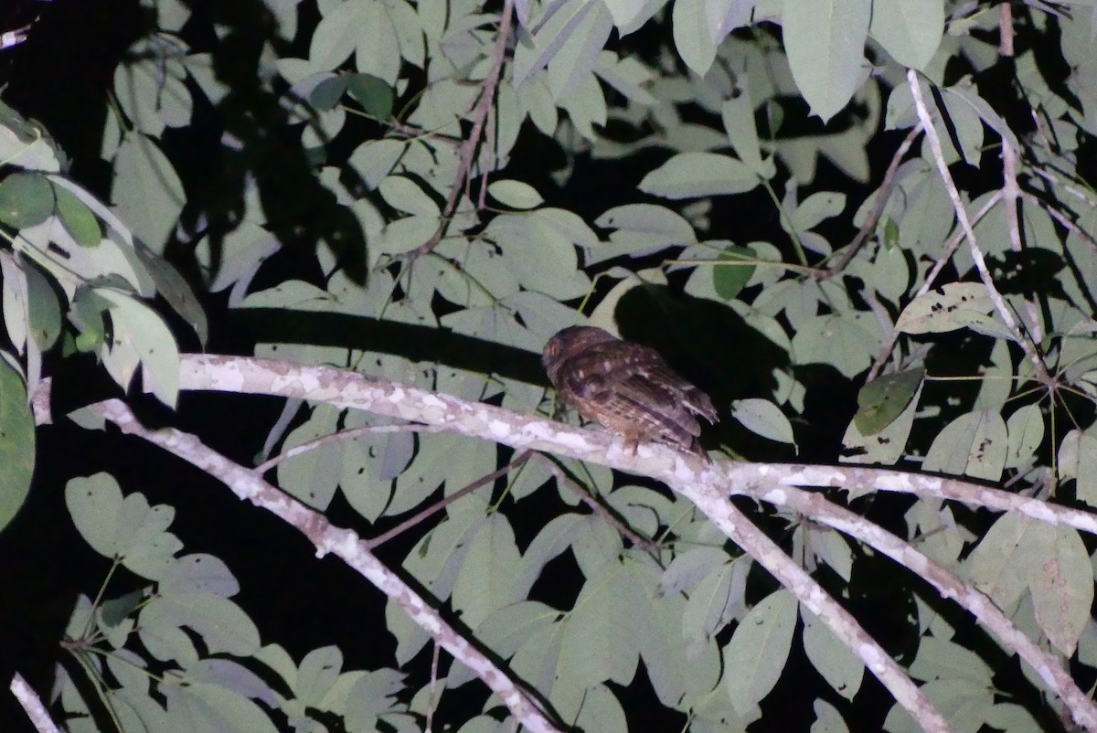 Tawny-bellied Screech-Owl (Austral) - ML500265861