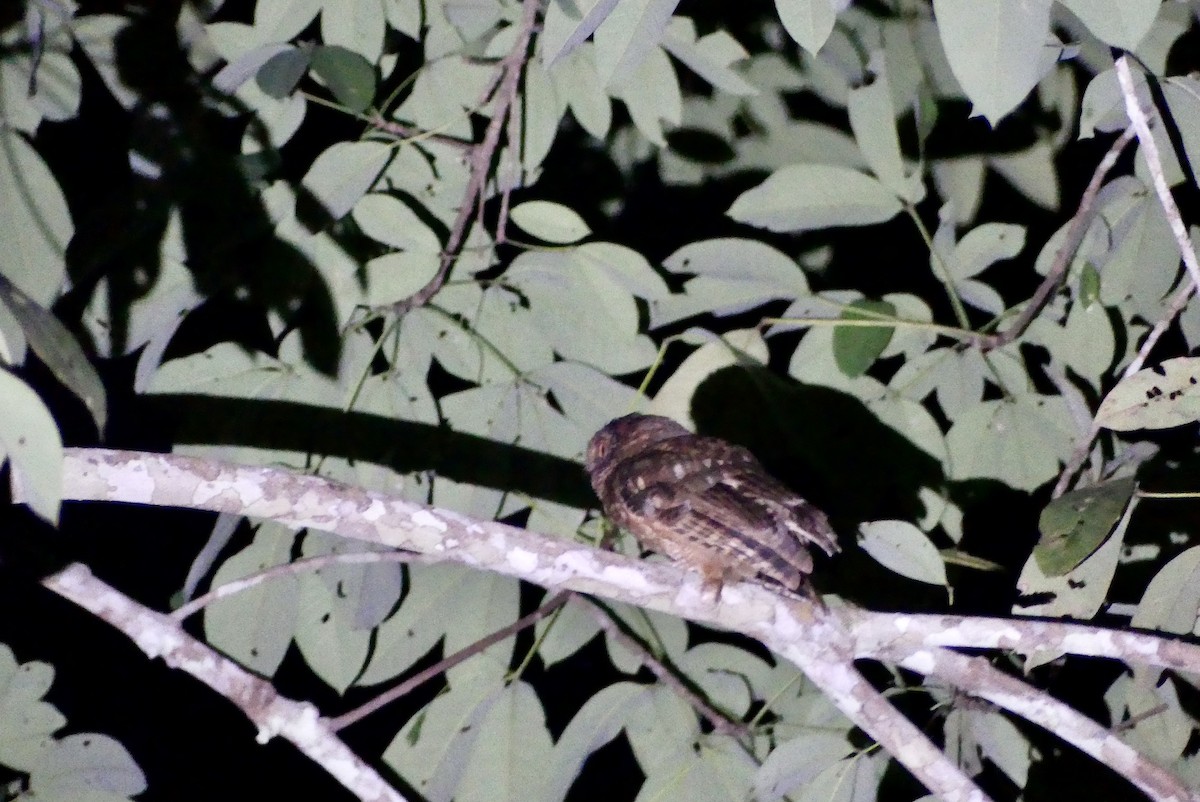 Tawny-bellied Screech-Owl (Austral) - ML500265871