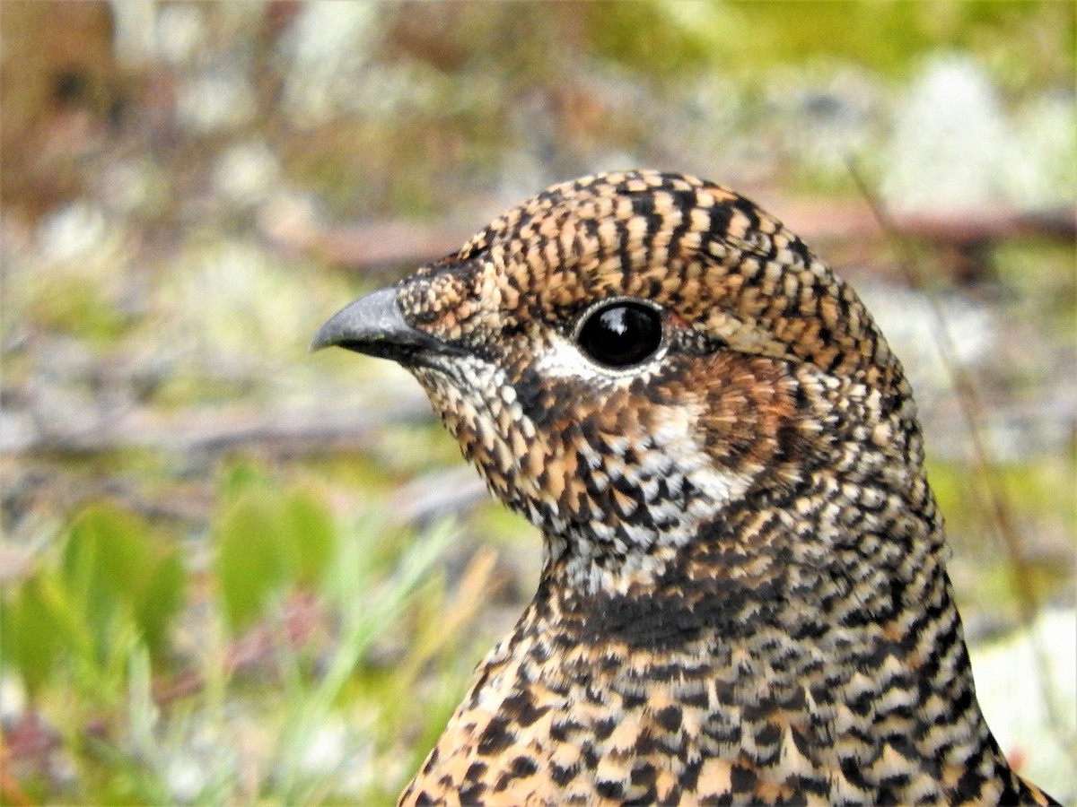 Spruce Grouse - ML500265891