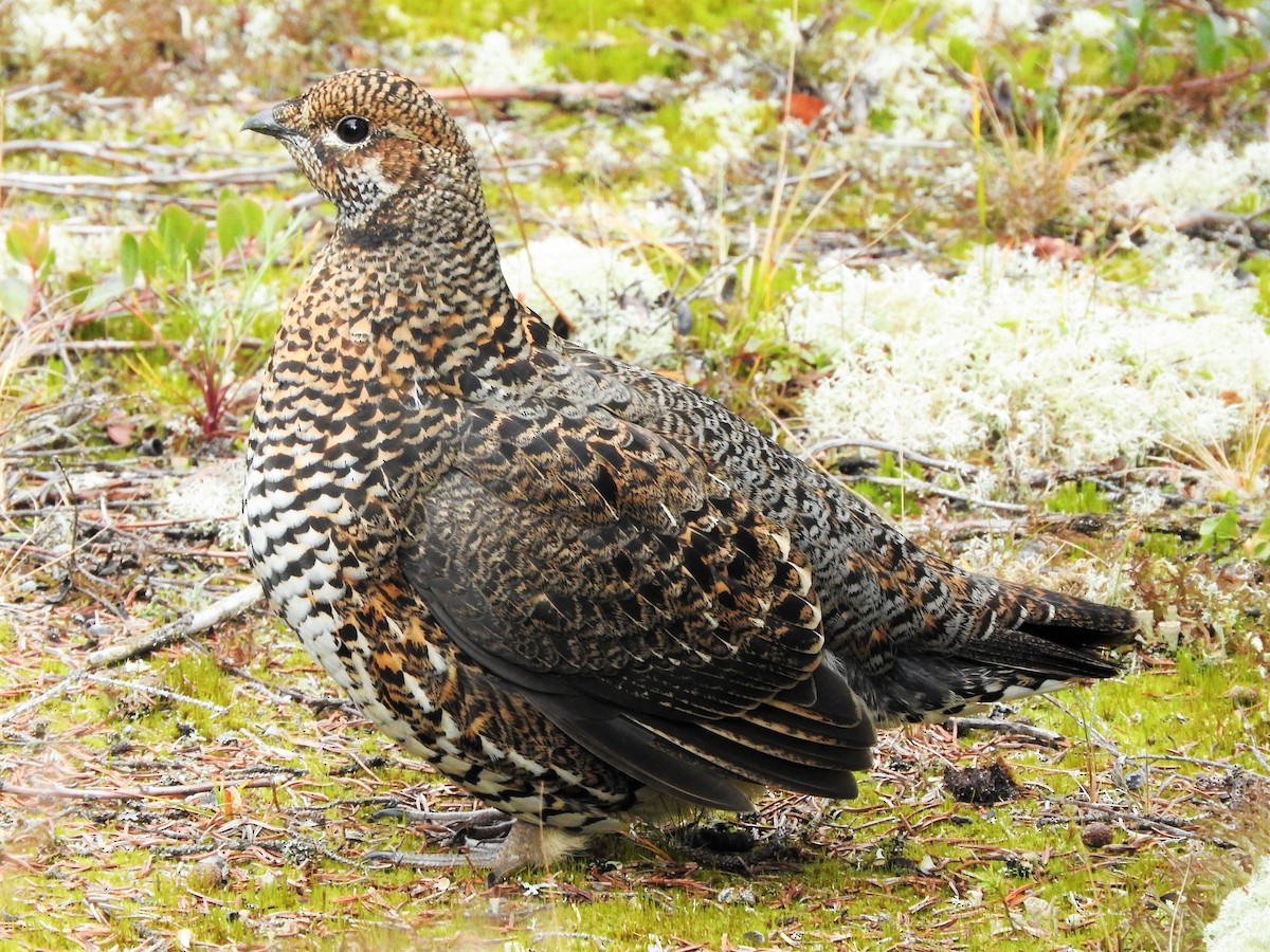 Spruce Grouse - ML500265901