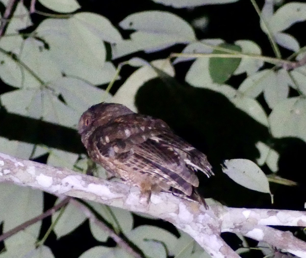 Tawny-bellied Screech-Owl (Austral) - Eleanor Goldberg