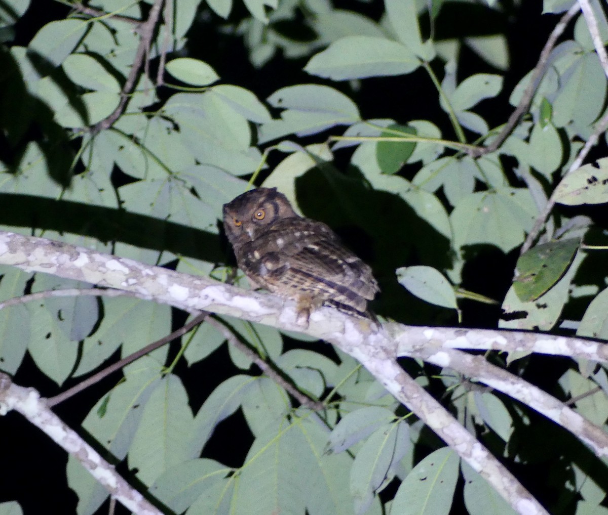 Tawny-bellied Screech-Owl (Austral) - ML500265951