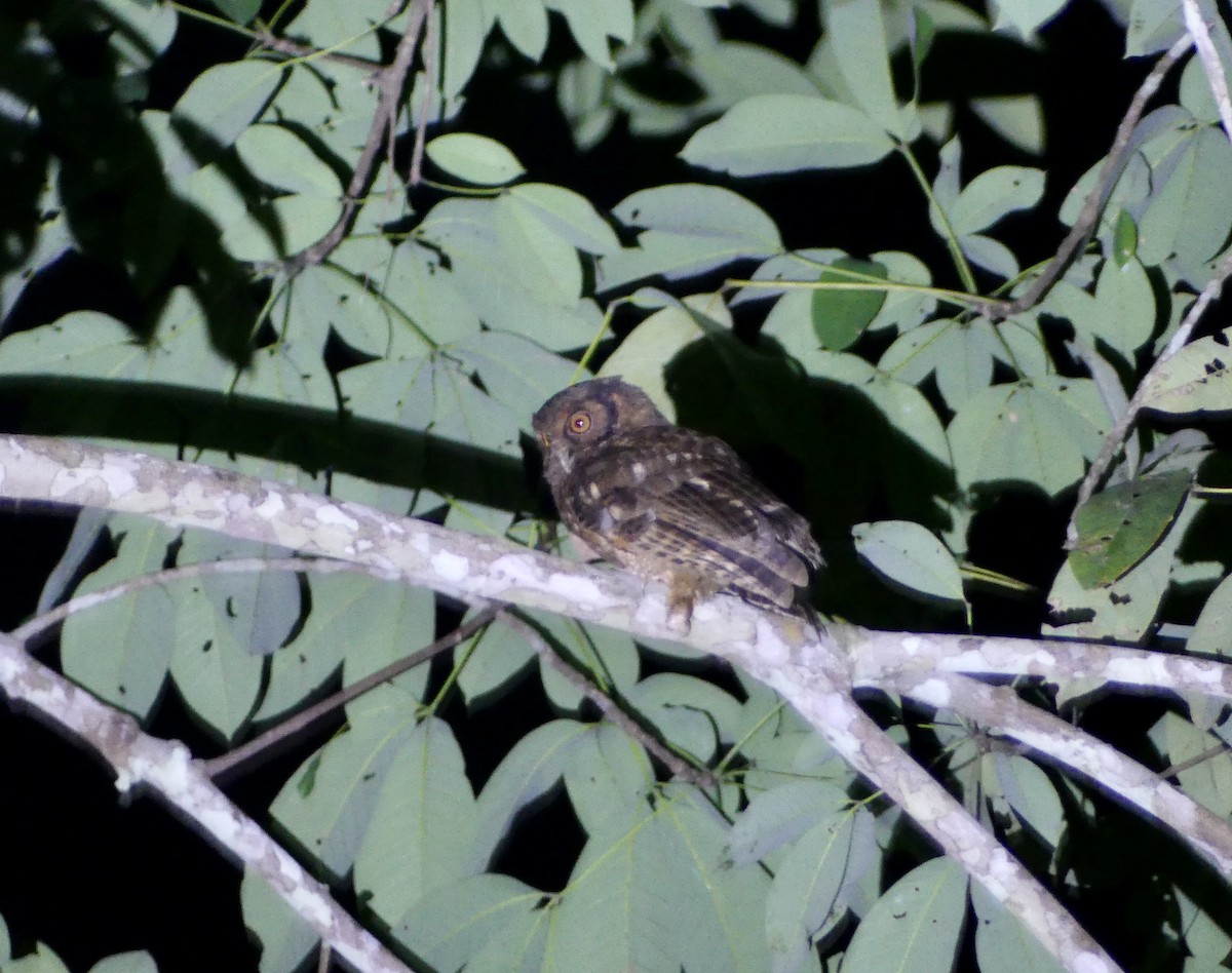 Tawny-bellied Screech-Owl (Austral) - ML500266031