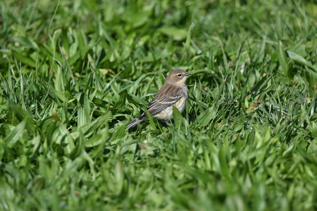 Yellow-rumped Warbler - ML500266521