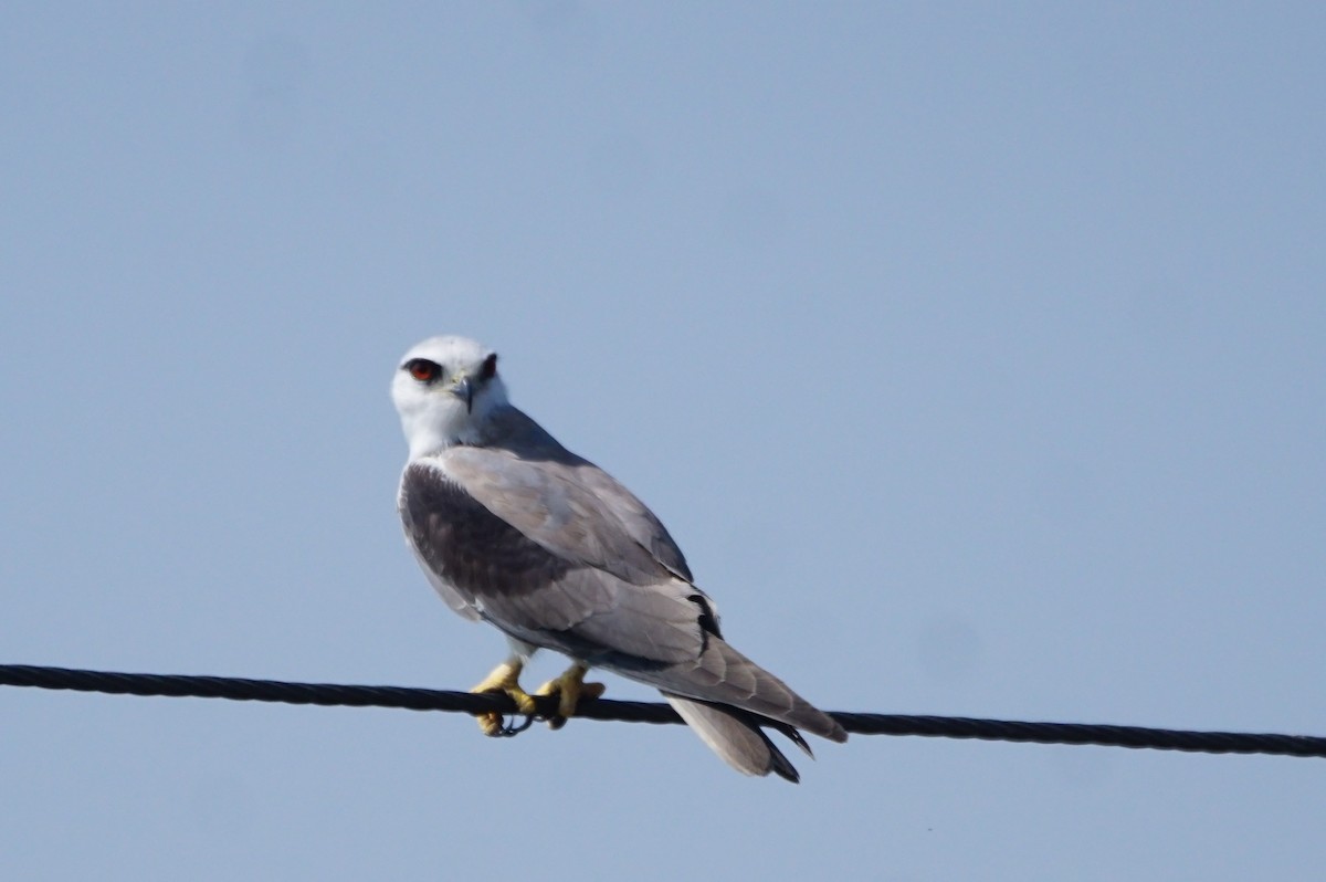 Black-winged Kite - ML50026951