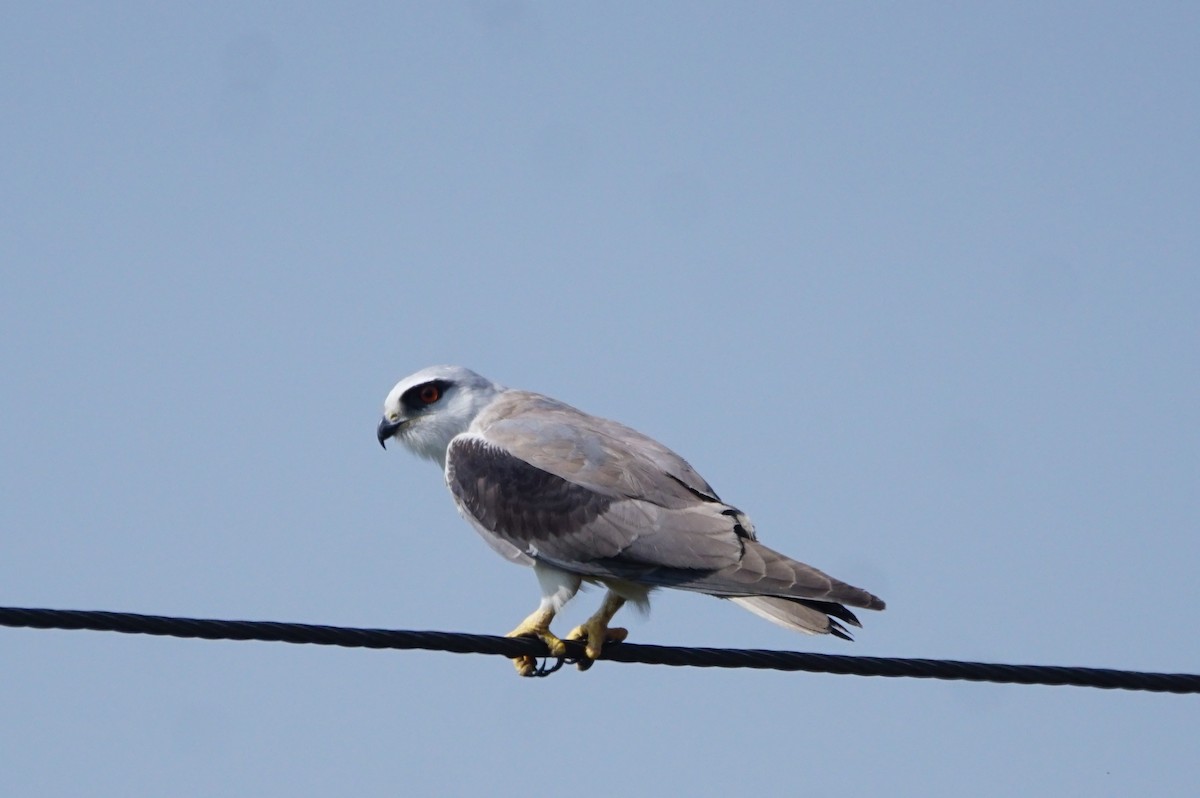 Black-winged Kite - ML50026961