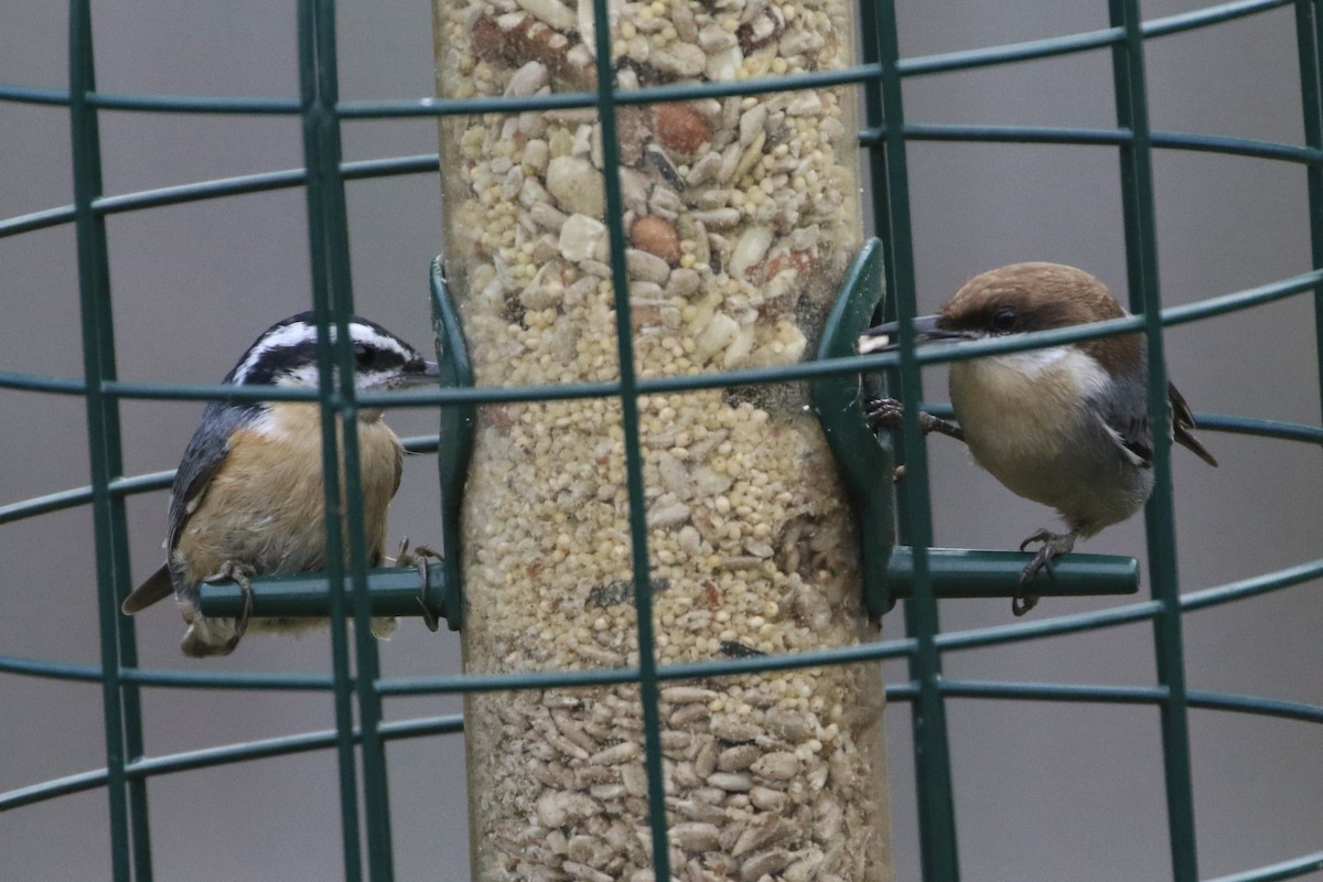 Red-breasted Nuthatch - ML500271471