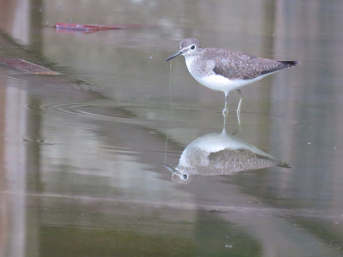 Solitary Sandpiper - ML500272291