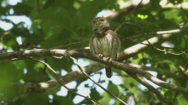 Colima Pygmy-Owl - ML500272521