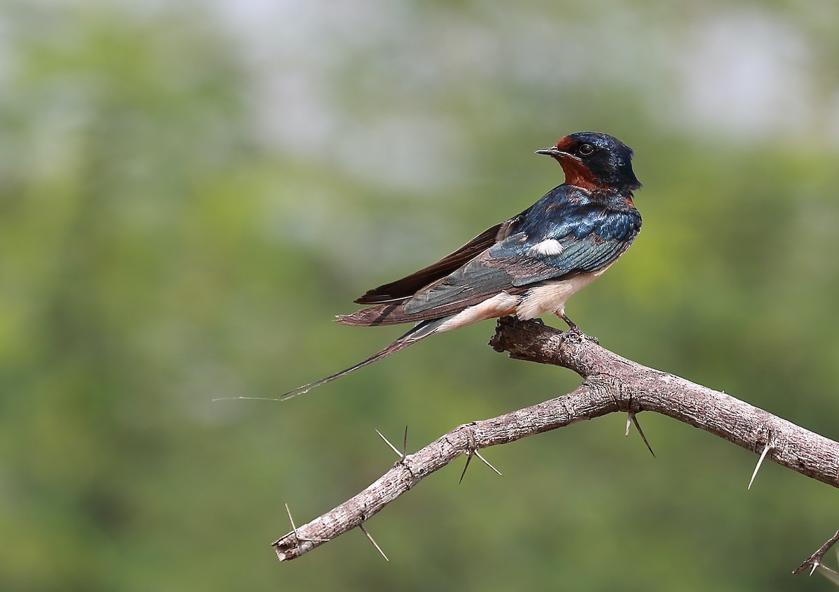Barn Swallow - Surendhar Boobalan