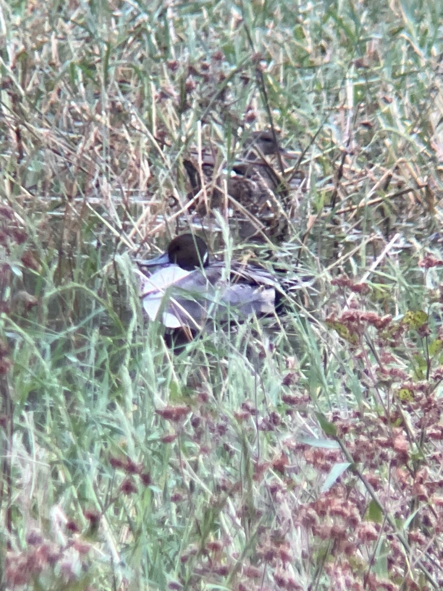 Northern Pintail - ML500275921