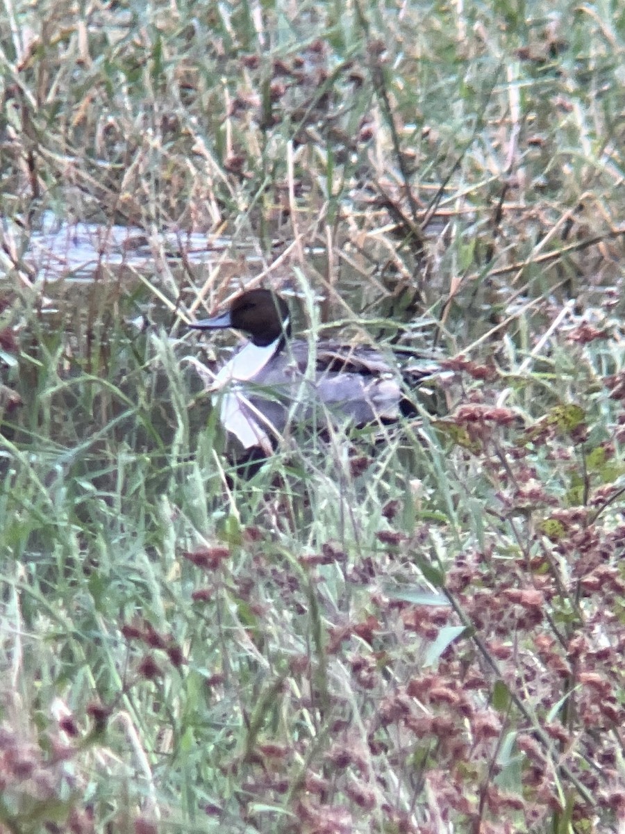 Northern Pintail - ML500275931