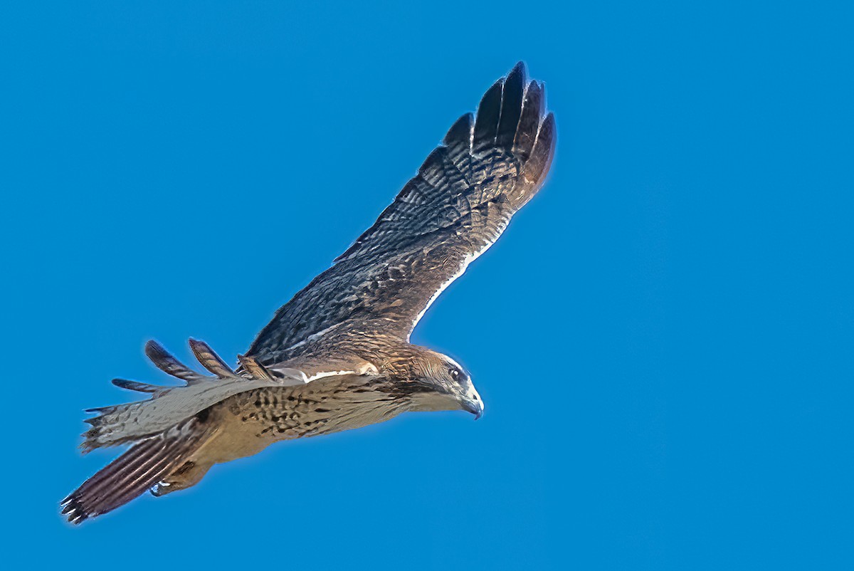 Red-tailed Hawk - ML500276761